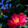山茶花
