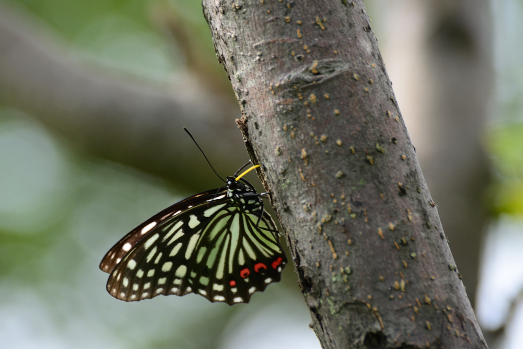 アカボシゴマダラ