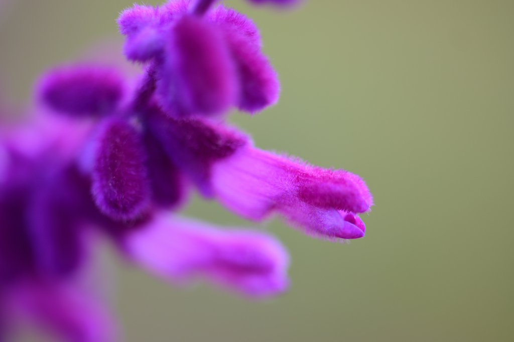 なんの玉を咥えているのだろう