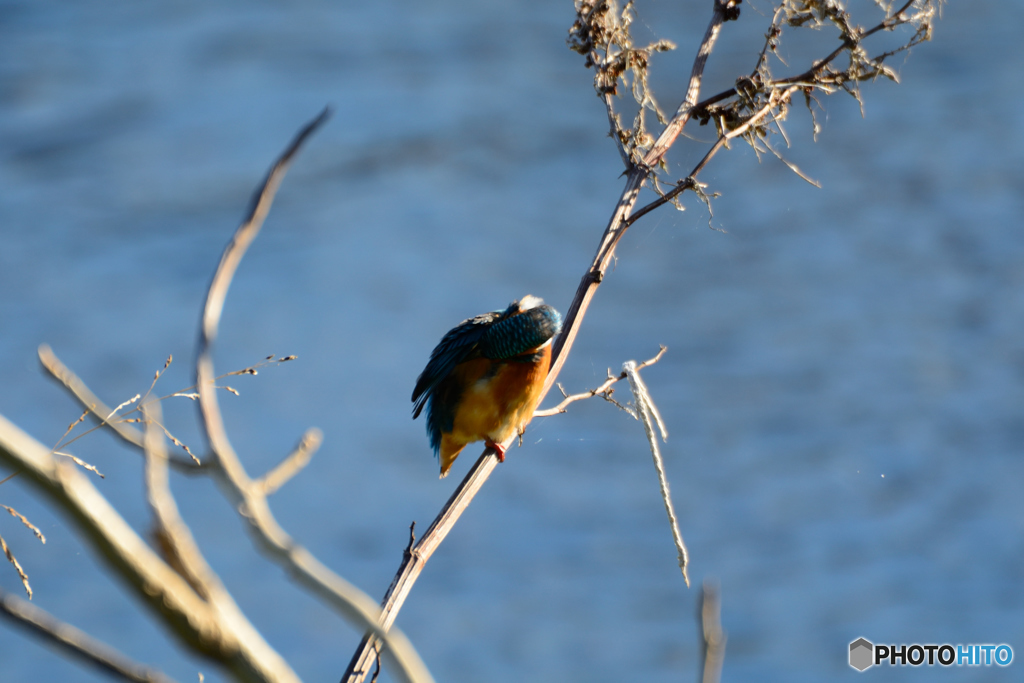 上流のカワセミ-1