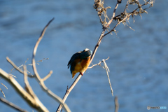 上流のカワセミ-1