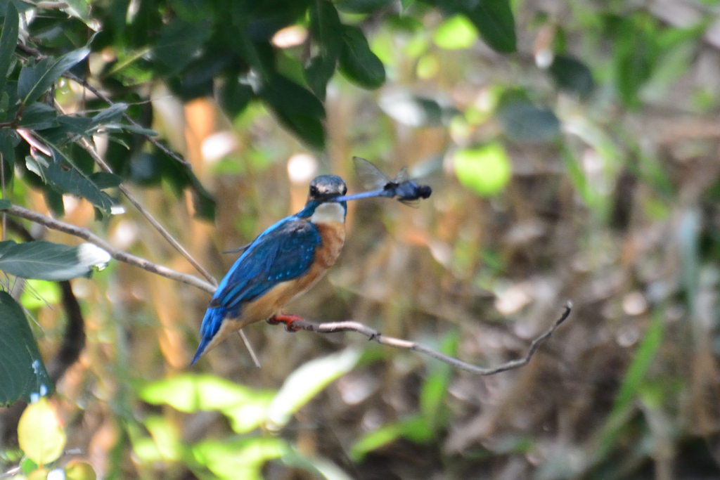 おい、被ってるよ