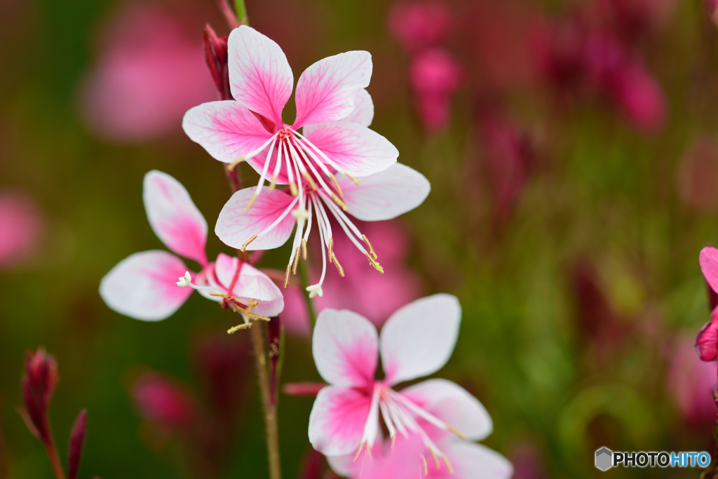 ピンクのガウラ