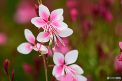 ピンクのガウラ