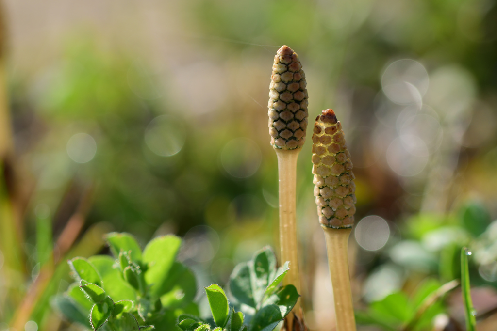 もうすぐ春ですね