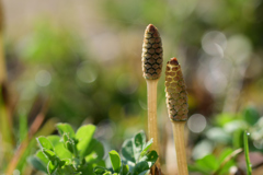 もうすぐ春ですね