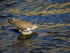 イソシギ、行きま～す
