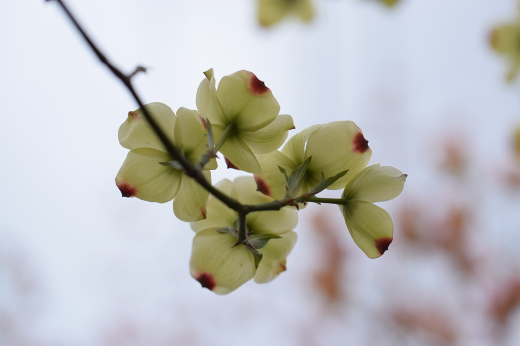 はなみずき・白
