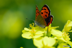 菜の花としじみ