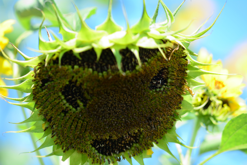 ひまわりアート