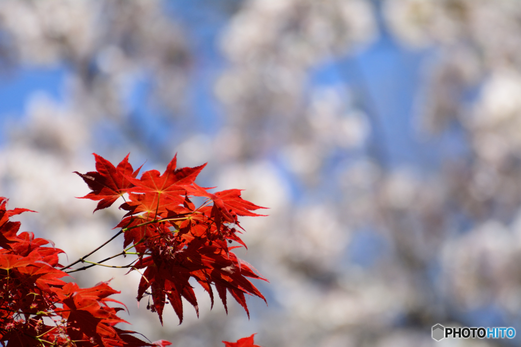 春紅葉