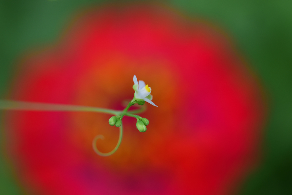 フウセンカズラ