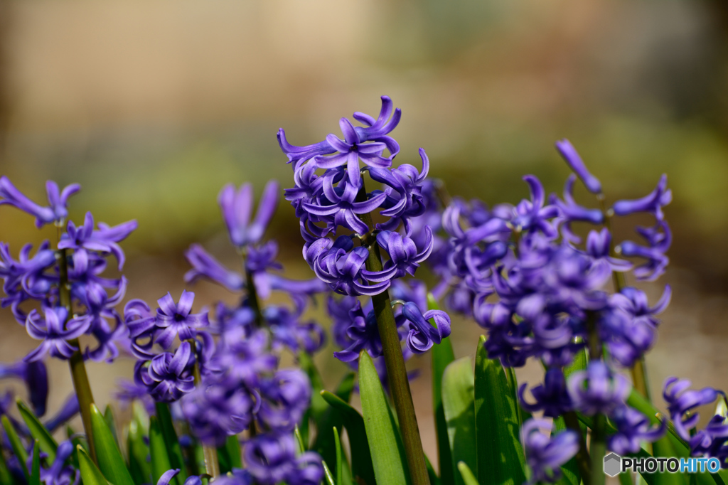 ヒヤシンス
