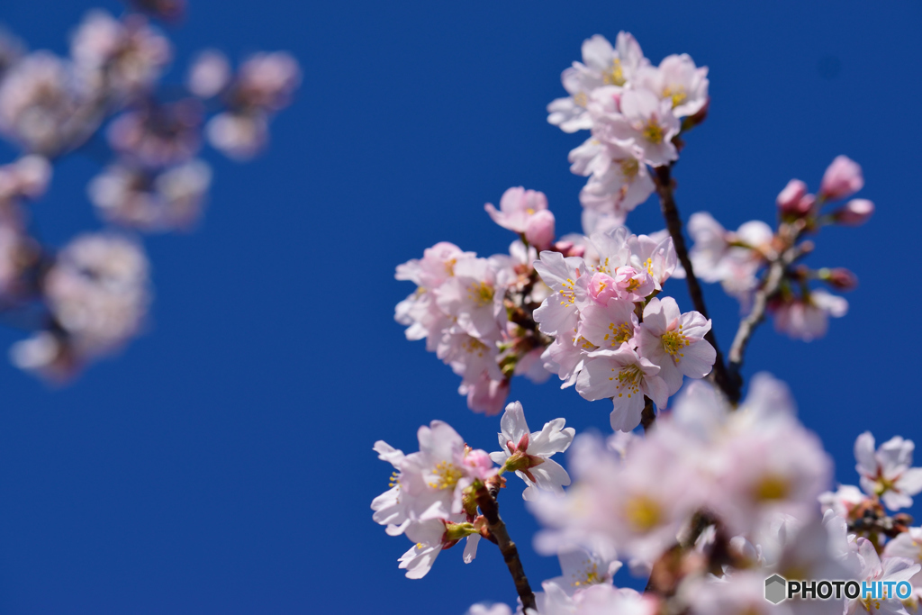 啓翁桜