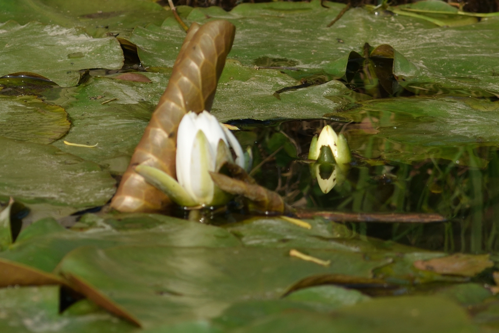 睡蓮の目覚め