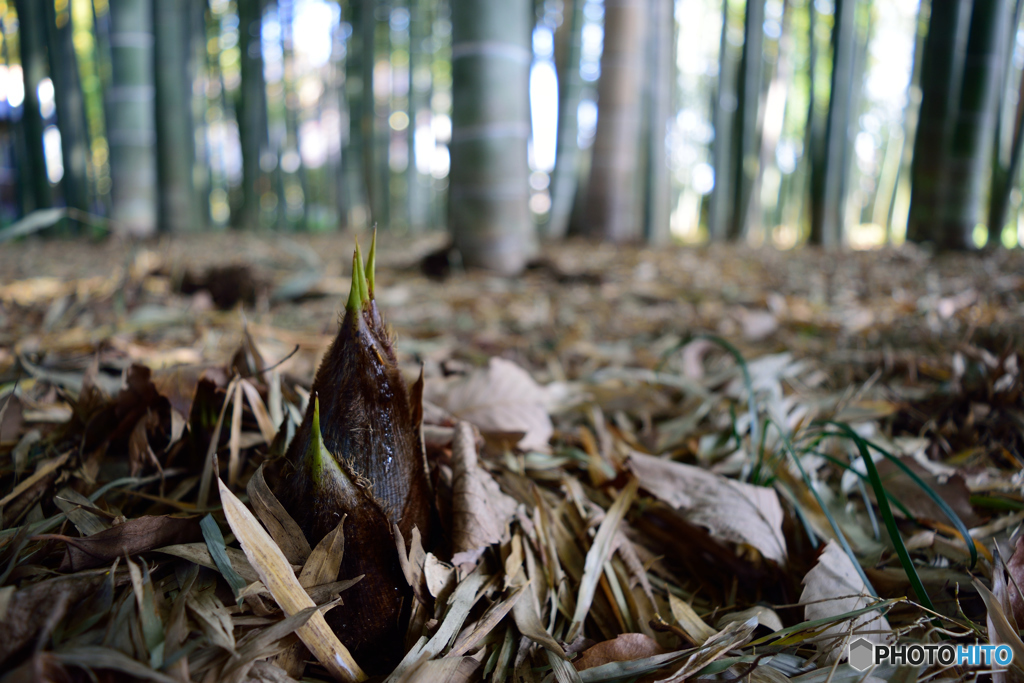タケノコ見っけ