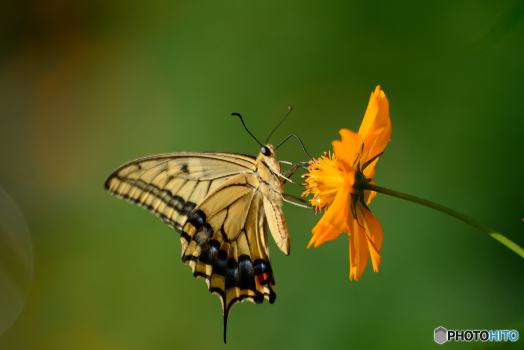 キバナとアゲハ