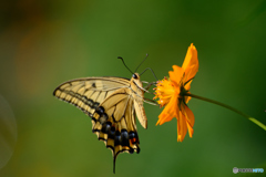 キバナとアゲハ