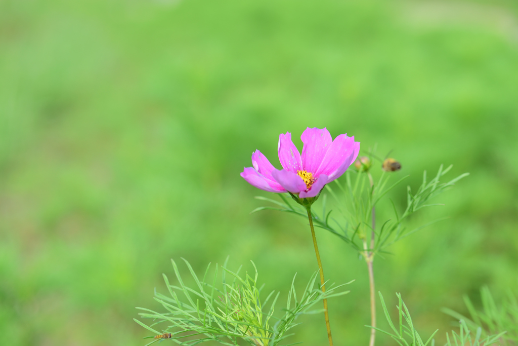 早起きのコスモス