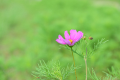 早起きのコスモス