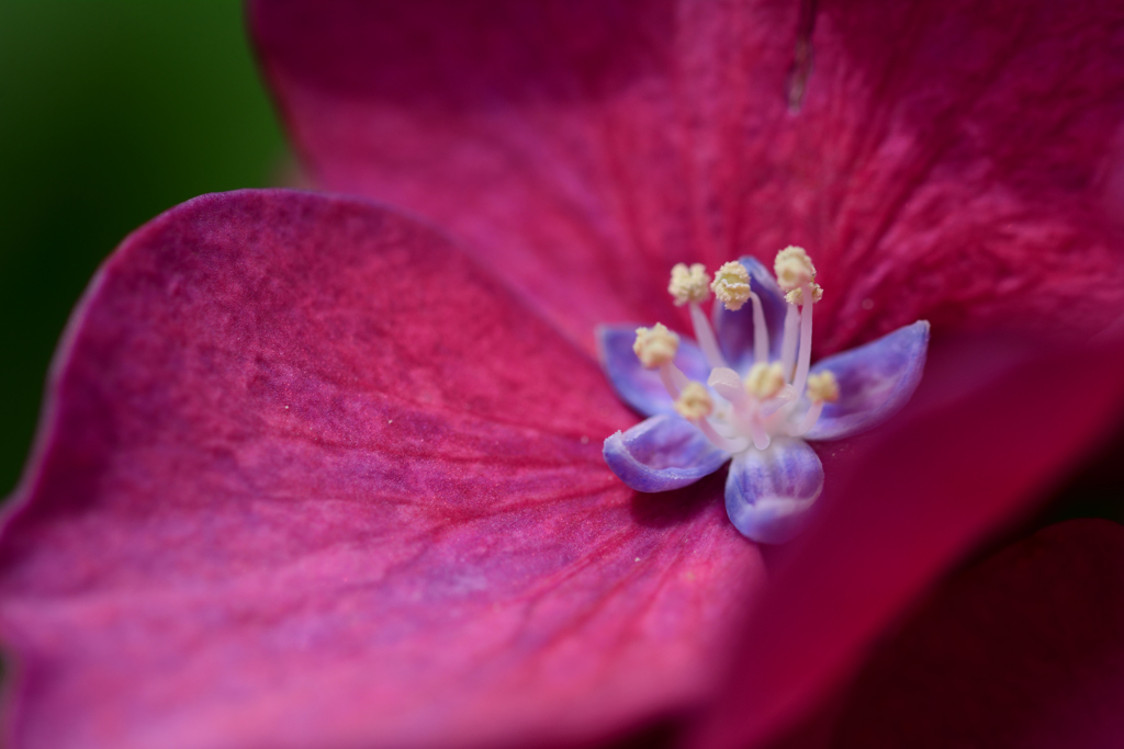 紫陽花の花