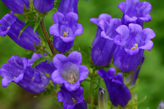 青いカンパニュラ