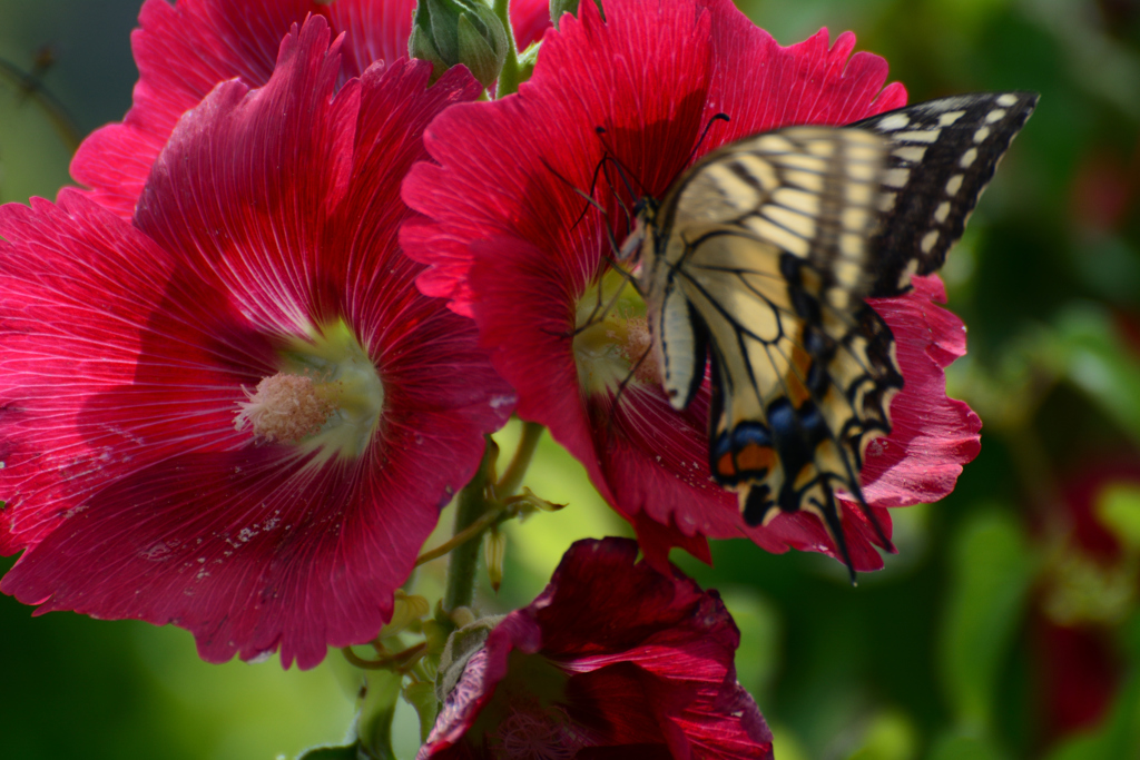 フヨウとアゲハ