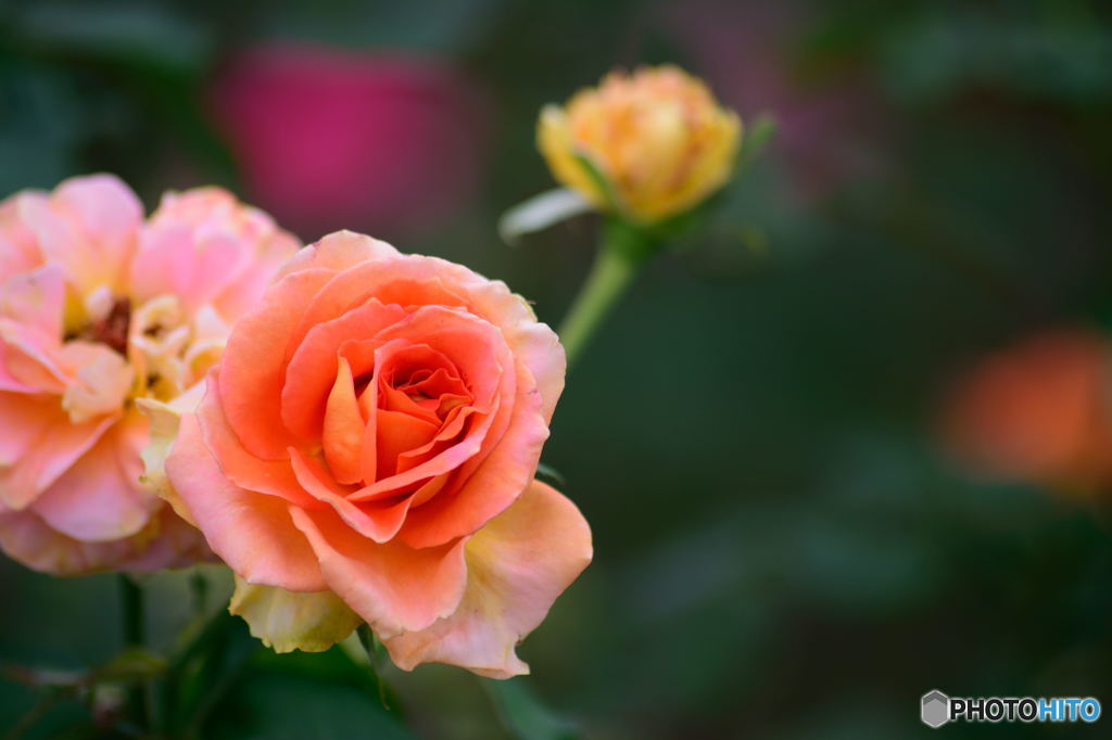 オレンジの薔薇
