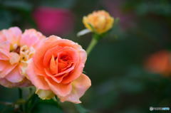 オレンジの薔薇