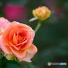 オレンジの薔薇