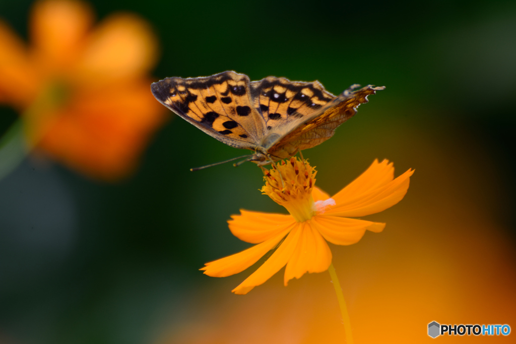 朝食はキバナで