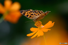 朝食はキバナで