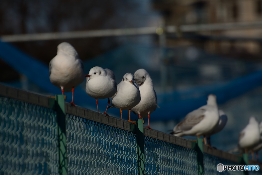 町中のゆりかもめ