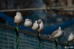 町中のゆりかもめ