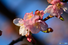 春を告げる（河津桜）