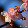 春を告げる（河津桜）