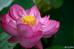 素敵な花びら