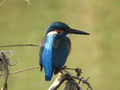 久々のカワちゃん