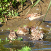 雀の行水