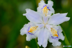 日陰でも咲く花