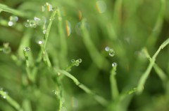 雨あがり