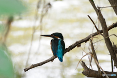 カワちゃん_0922