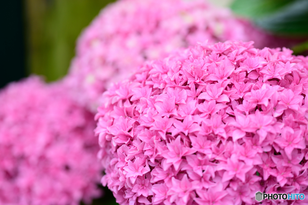 紫陽花（ピンク）