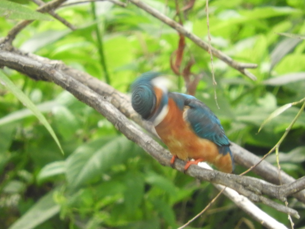 脳震盪起こさないか心配です