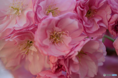 寄ってみました