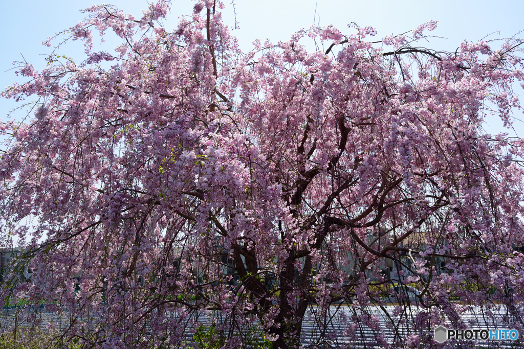 枝垂桜