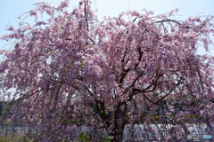 枝垂桜