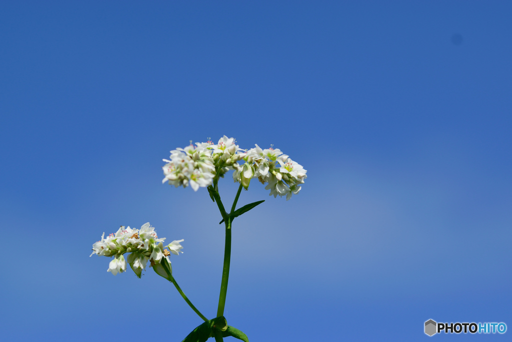 そばの花