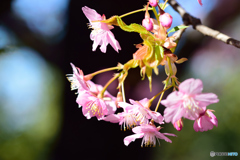 もうすぐ葉桜