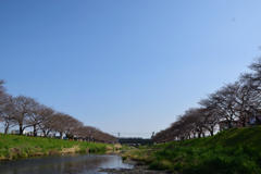 週末が見ごろかな